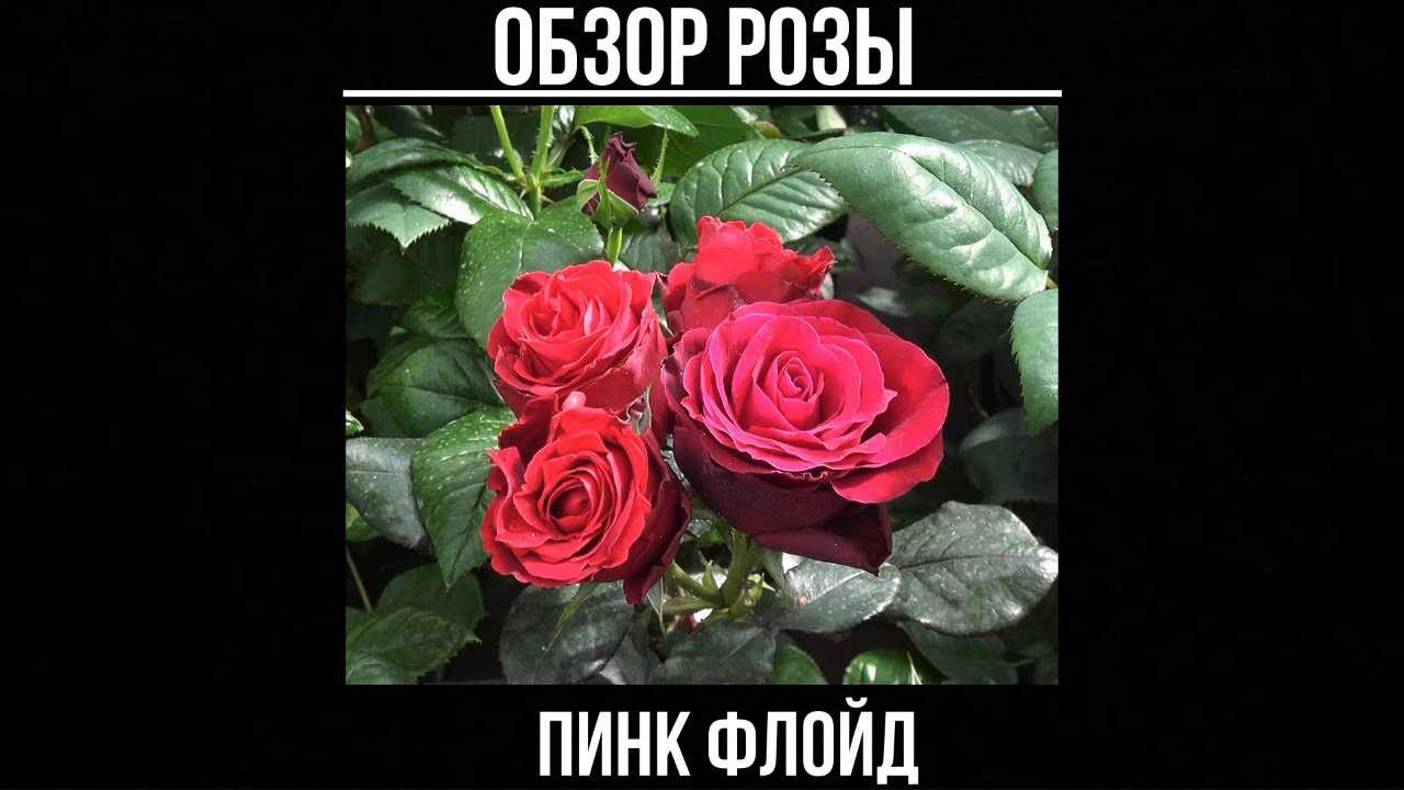 Роза ред интуишн (red intuition) — описание садового сорта