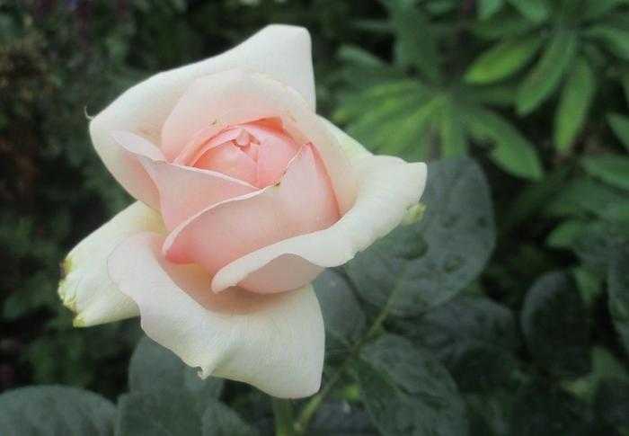 Роза александр маккензи (alexander mackenzie): фото, отзывы, описание, характеристики.