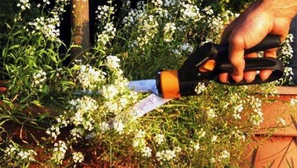 ᐉ цветок алиссум: посадка и уход в открытом грунте, фото, выращивание из семян - roza-zanoza.ru