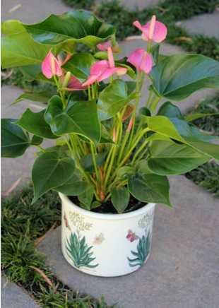 Как поливать антуриум? правила полива цветка «мужское счастье» во мхе в домашних условиях? как часто поливать растение зимой?