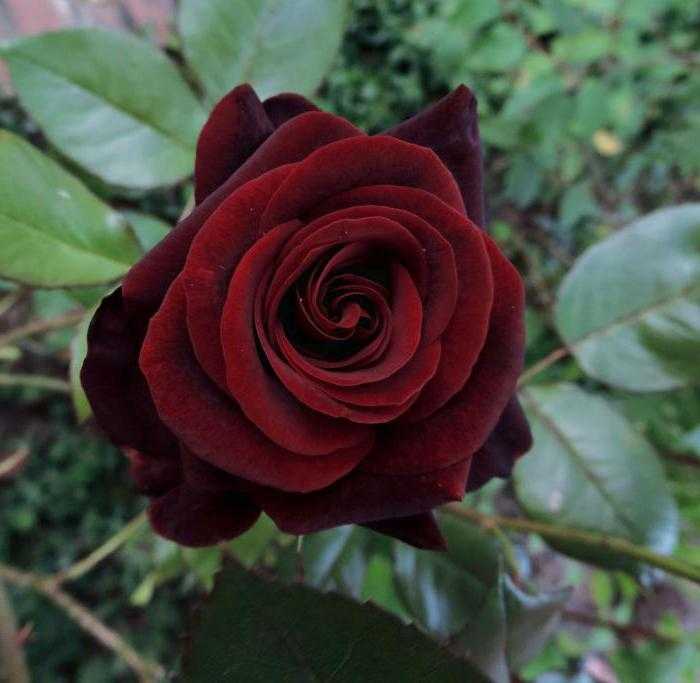 Роза черная магия (блэк мэджик): описание, причина популярности, агротехника, в декоре сада, фото сорта, отзывы