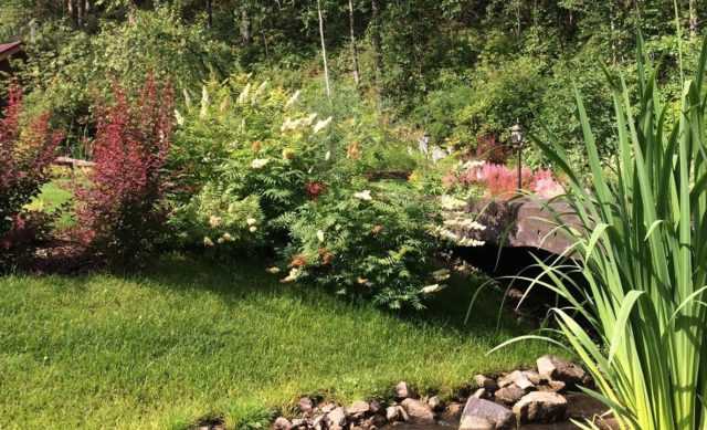 Рябинник: выращивание в саду, виды и сорта