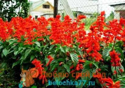 Сальвия: фото цветов, особенности посадки, уход - sadovnikam.ru