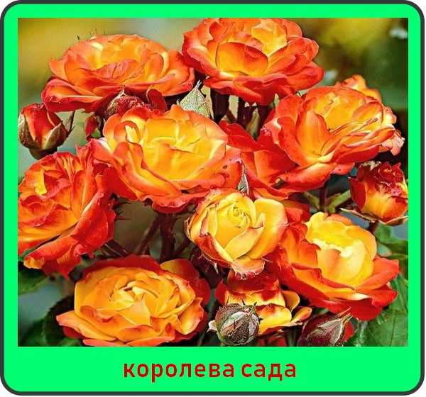 Растение роза: биологическое описание, особенности строения цветка, характеристика лучших сортов с фото, классификация групп в таблице