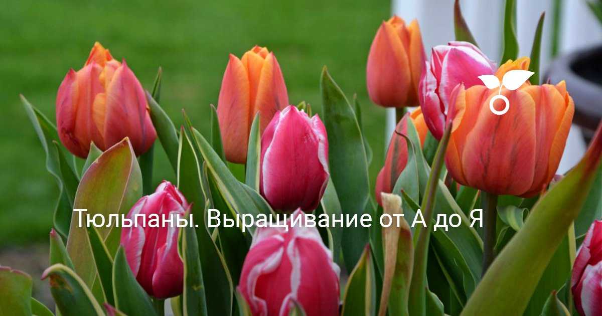 Пион тонколистный (33 фото): описание узколистного растения, вид воронец махровый и тонколистные сорта с названиями, посадка и уход в открытом грунте, выращивание из семян