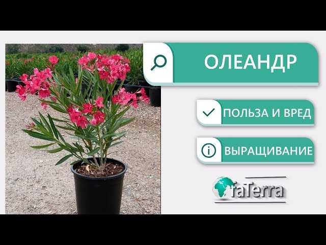 Олеандр: размножение, особенности выращивания и ухода, фото - sadovnikam.ru
