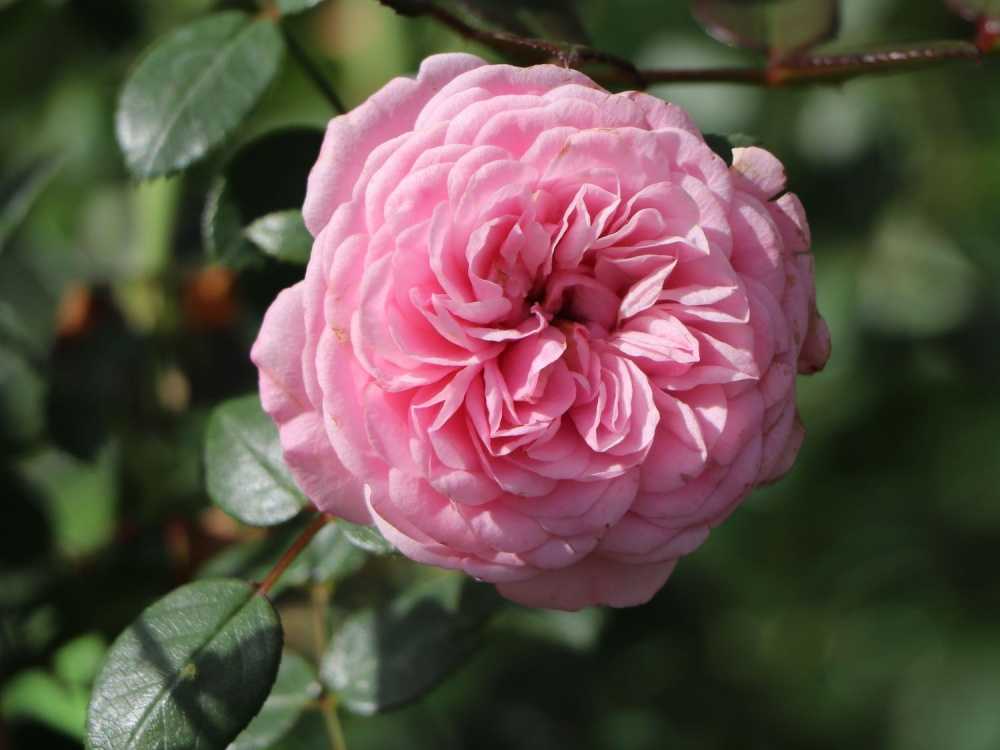 Роза лавиния (lawinia): фото, отзывы, описание, характеристики.