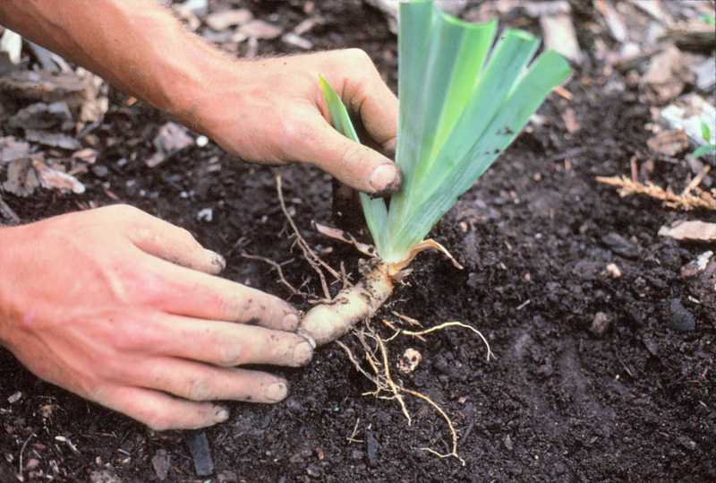 Особенности весенней посадки луковичных: гладиолусов, лилий, фрезий, ацидантер и т.д.