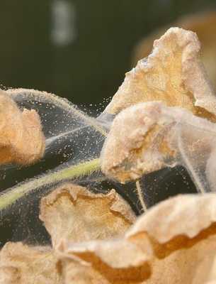 Цветок арктотис: посадка и уход в открытом грунте, фото, когда сажать