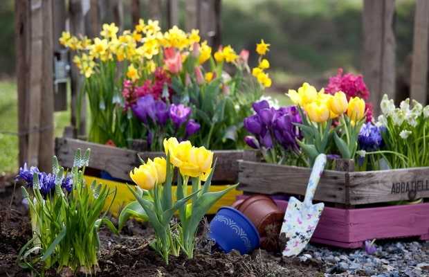 Выгонка тюльпанов в домашних условиях к 8 марта Выращивание тюльпанов к 8 марта Когда сажать, чтобы зацвели к 8 марта Выгонка тюльпанов к новому году