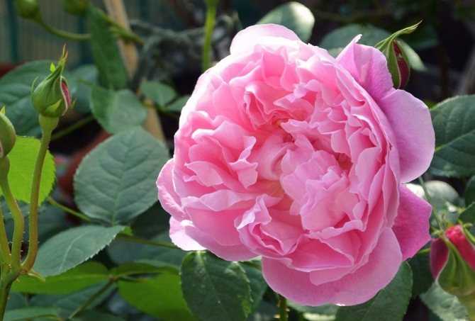 Описание чайно-гибридного сорта розы дабл делайт: уход за двойным удовольствием