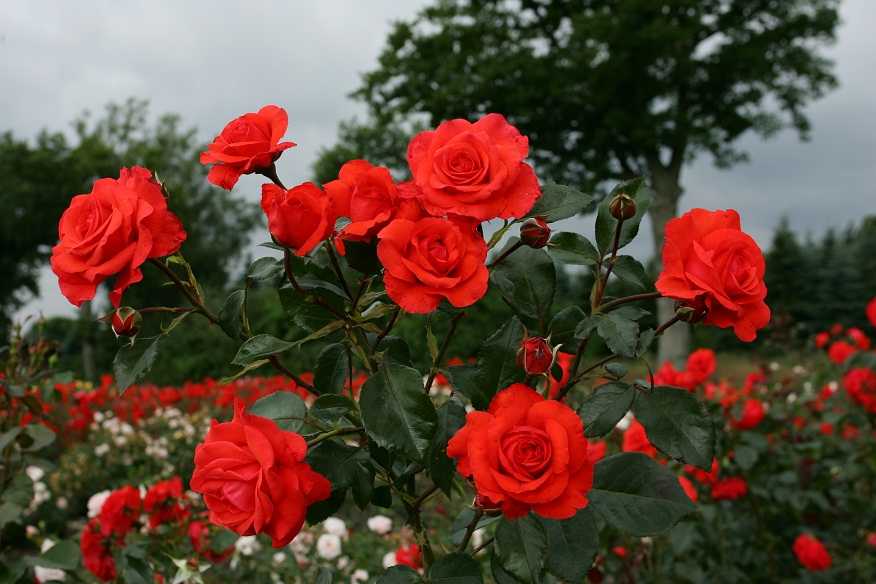 Роза плетистая Салита: история селекции, способы размножения Особенности посадки, выращивания и ухода Применение в ландшафтном дизайне