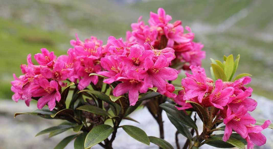 Rhododendron. рододендрон уход, посадка, выращивание, размножение. листопадные и вечнозеленые рододендроны