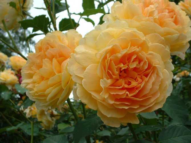 Роза голден шауэрс (golden showers) — характеристики клаймбера