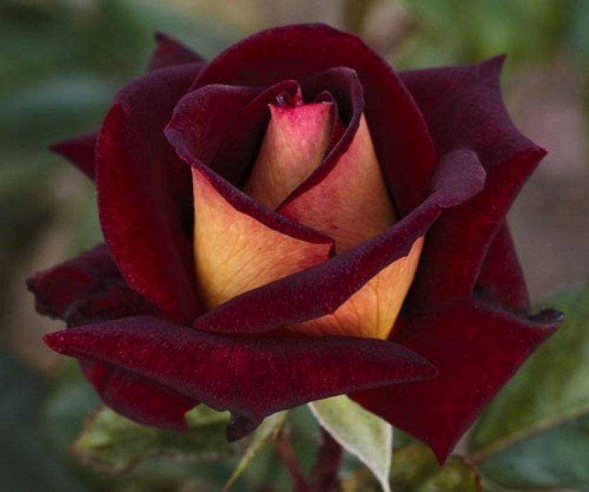 Чайно-гибридная роза версилия: описание и характеристика сорта, отзывы садоводов, выращивающих сорт, правила посадки, размножения и ухода