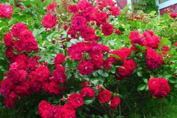 Чем нравится садоводам плетистая роза салита: описание, отзывы и фото