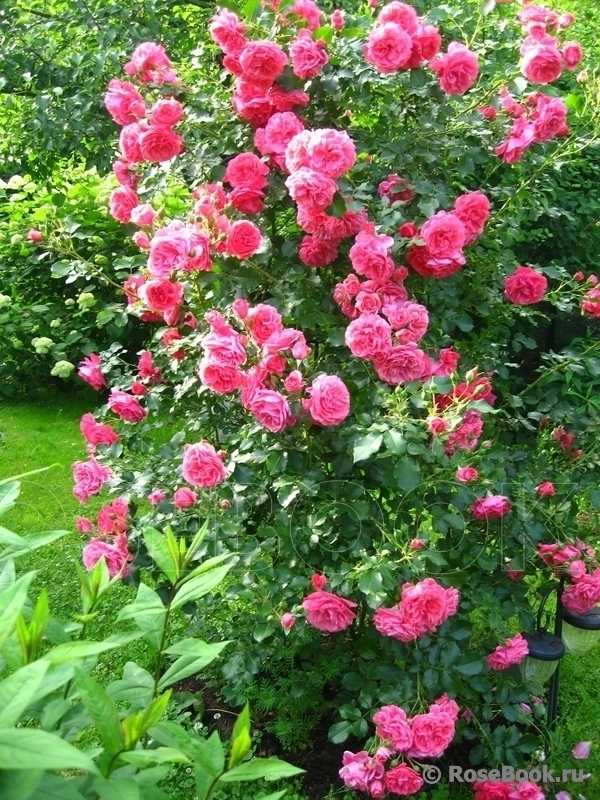 Роза плетистая «розариум ютерсен»: описание, фото, отзывы и как обрезать розу