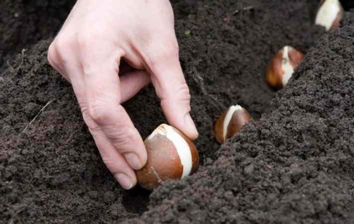 Когда и как сажать тюльпаны? 24 фото на какую глубину нужно высаживать луковицы в открытый грунт? сроки посадки в сибири. в какое время лучше высадить на урале?