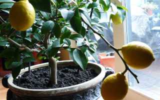 Размножение лимона черенками в домашних условиях. размножение цитрусовых черенками. | здоровое питание