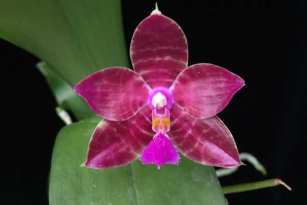 Мини орхидеи фаленопсис: секреты выращивания