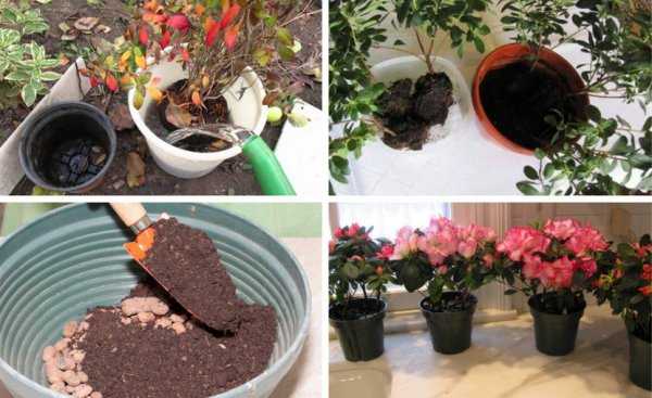 Рододендрон хеллики: описание сорта, выращивание и уход, отзывы с фото