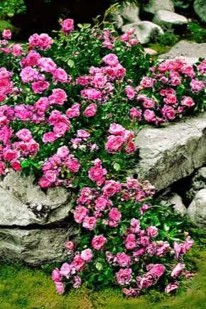 Знакомство с плетистой розой сорта жасмина. практические советы по выращиванию махровой красавицы