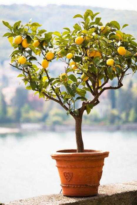 Лимон павловский: описание сорта и уход в домашних условиях