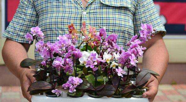 Мини орхидея фаленопсис: особенности ухода, размножение. советы для начинающих цветоводов