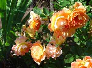 Выращивание почвопокровных роз: посадка и уход в открытом грунте, как размножать