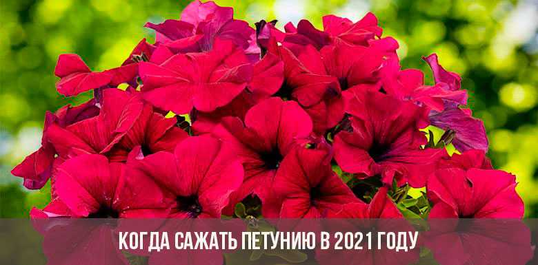 Посадка цветов на рассаду в 2021 году.