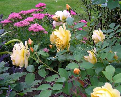 Самые ароматные сорта кустовых роз дэвида остина