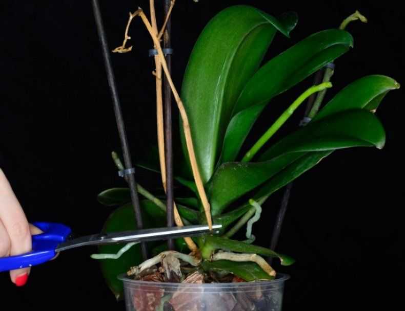 Правильная пересадка орхидеи дендробиум и уход в домашних условиях