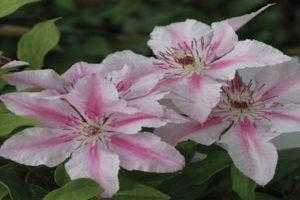 Клематисы: посадка и уход. цветущий сад – с весны до осени. как вырастить клематисы