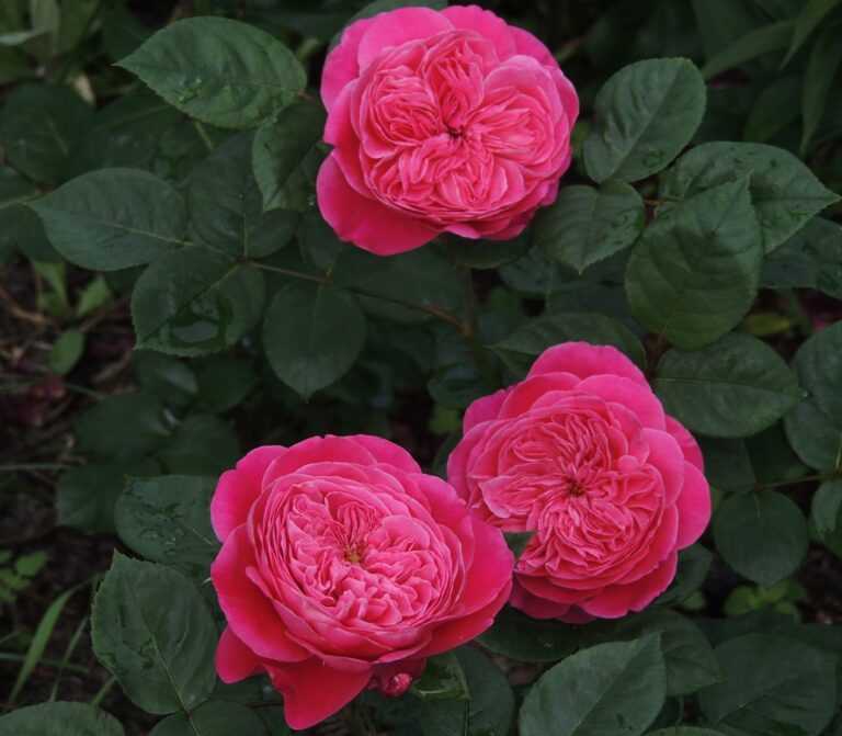 Описание и выращивание роз сорта «алоха»