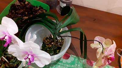 Как пересадить орхидею Можно ли пересаживать цветущую орхидею Как пересадить в другой горшок Пересадка и уход в домашних условиях Когда надо и когда лучше пересаживать