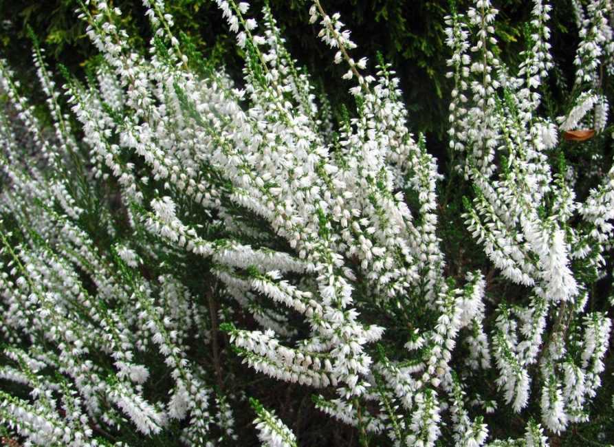 ᐉ растение вереск: посадка и уход в открытом грунте, фото, выращивание из семян - roza-zanoza.ru