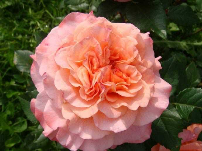 Роза «августа луиза» — описание цветка, посадка и уход, фото