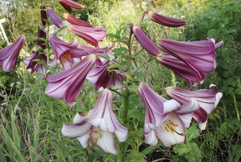Цветок лилия (фото) - сорта, посадка и уход, размножение и свойства