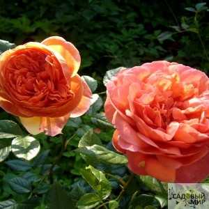 Сорта роз: описания и фото с названиями
