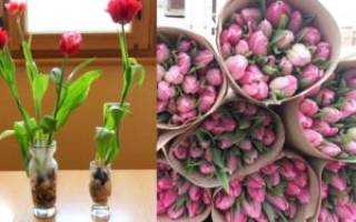 Тюльпаны в горшке: как вырастить из луковиц в домашних условиях, как посадить
