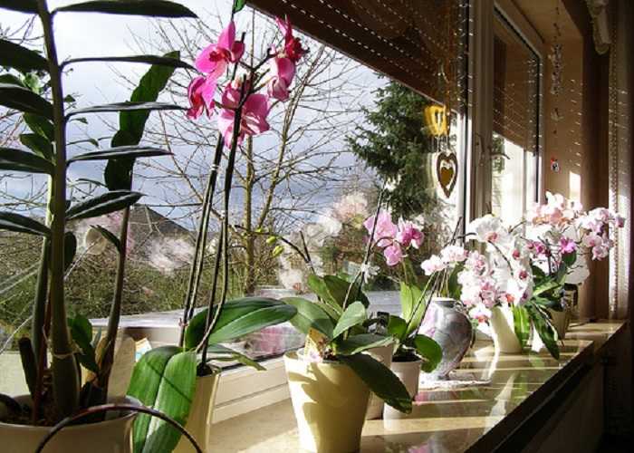 Как поливать орхидею зимой?