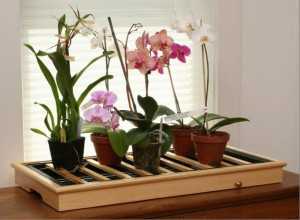 Узнайте, нужно ли пересаживать орхидею после покупки