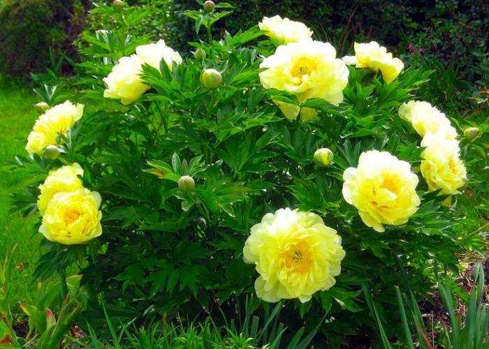 Пион лемон шиффон (paeonia lemon chiffon) – как вырастить цветок