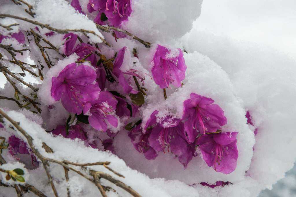 Рододендрон: уход осенью подготовка к зиме, как и когда укрыть в зависимости о региона
