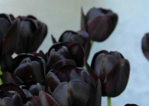 Тюльпан тарда дасистемон: описание и выращивание сорта