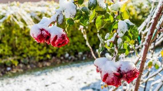 Подготовка садовых роз к зиме: обрезка, обработка, способы укрытия