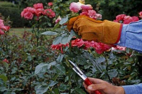 Подкормка роз осенью: как подкармиливать фосфорно-калийными смесями Что еще необходимо розам перед зимой