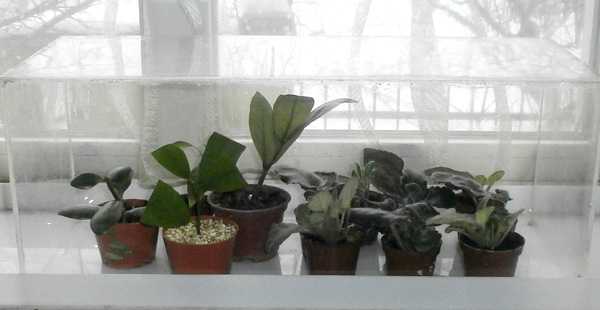 Размножение растений черенкованием. как правильно черенковать растения в домашних условиях?