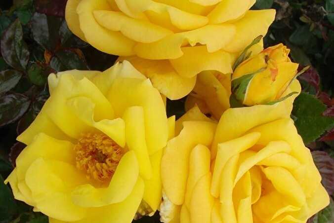 Роза артур белл: описание и характеристики сорта, выращивание, размножение