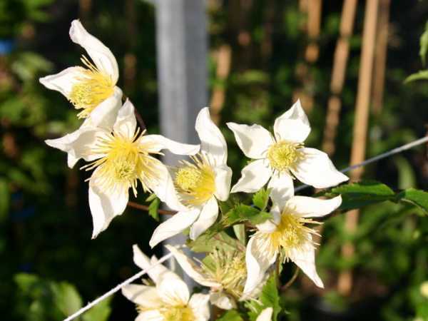 Клематис тангутский: популярные сорта, посадка и уход, выращивание из семян, группа обрезки